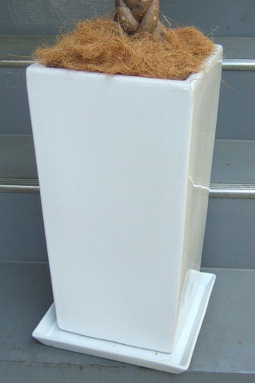 ツヤ有りホワイトの陶製スクエア鉢で、巾25cm×高さ48cm。鉢土を隠すヤシの繊維付