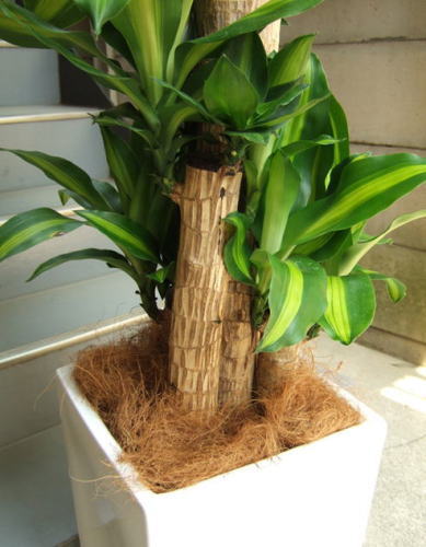 ヤシの繊維で鉢土を隠します