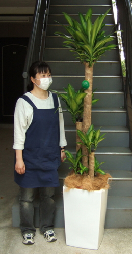 身長155cmの女性と190cmの幸福の木