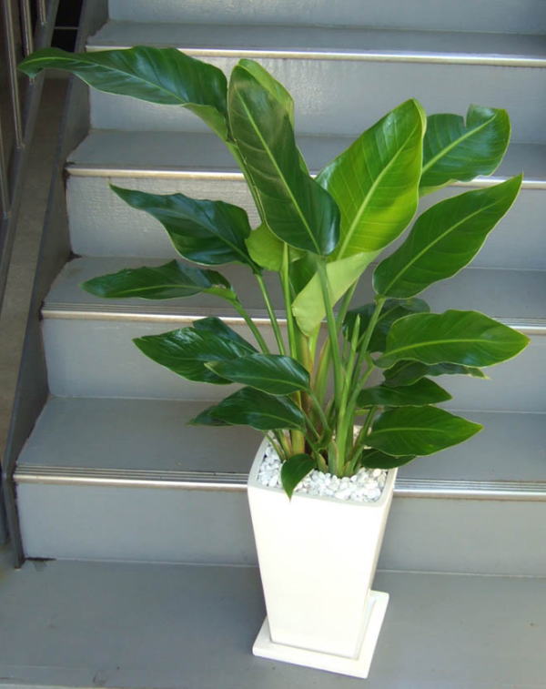 扇状に大きな葉茎を広げる株を数株寄せ植えした樹形