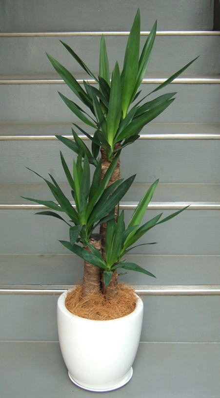 上部に葉を茂らせる丸太上の幹を3本寄せ植えした仕立て