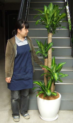 身長155cmの女性と180cmのマッサンゲアナ