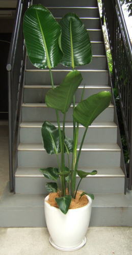 基幹部から左右扇形に大きな葉茎を広げる株を2株植え