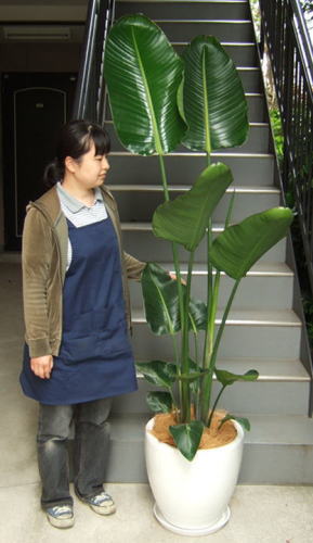 身長155cmの女性と180cmのオーガスタ