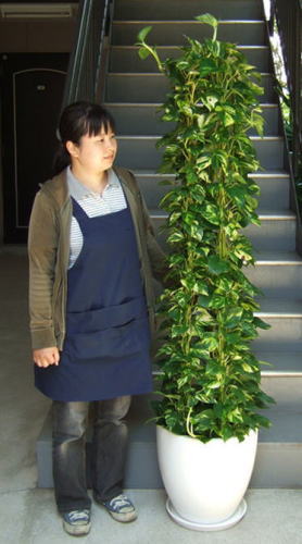 身長155cmの女性と170cmのポトス