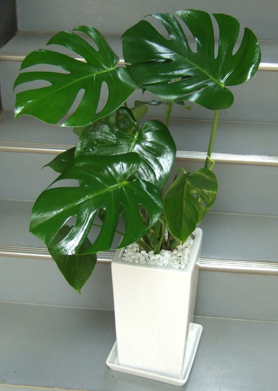 モンステラ 鉢皿付陶器鉢w16s 観葉植物販売のアンジェリック