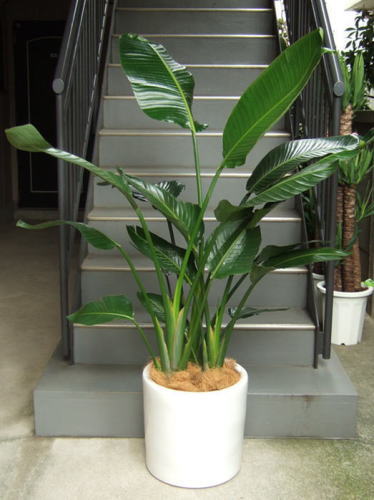 株元から左右に扇形に大きな葉茎をひろげる樹形。3株植え