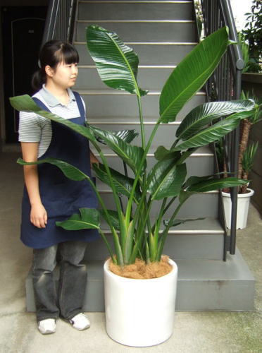 身長155cmの女性と170cmのオーガスタ