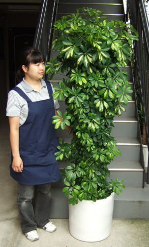 身長155cmの女性と170cmのシェフレラ