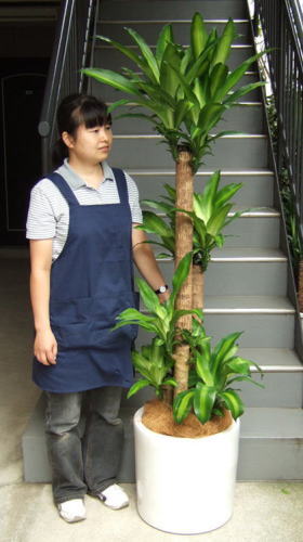 身長155cmの女性と180cmのマッサンゲアナ