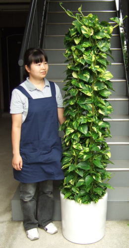 身長155cmの女性と170cmのポトス