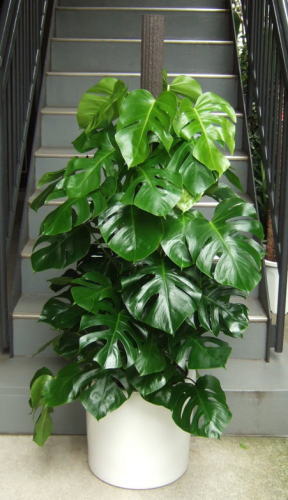 光沢のある濃い緑色で切れ込みのある大きな葉が特徴のツル性植物。支柱に這わせて観賞用に仕立てたポール仕立て