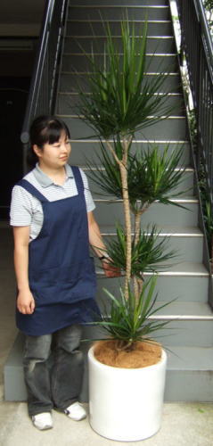 身長155cmの女性と190cmのマジナータ