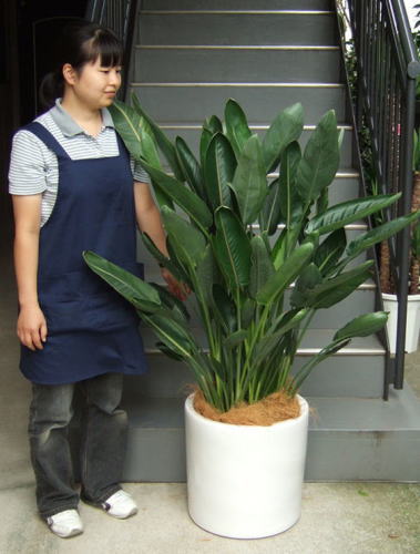 身長155cmの女性と140cmのレギネ