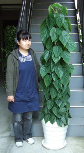 身長155cmの女性と180cmのオキシカルジューム