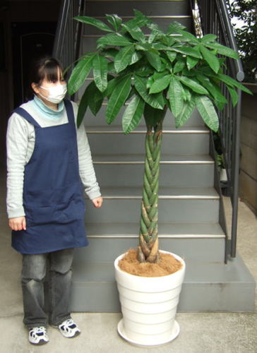 身長155cmの女性と170cmのパキラ