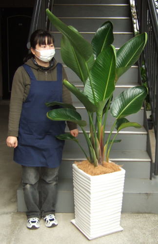 身長155cmの女性と160cmのオーガスタ