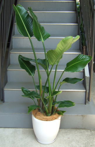 光沢のある大きな面を持つ葉が特長の観葉植物