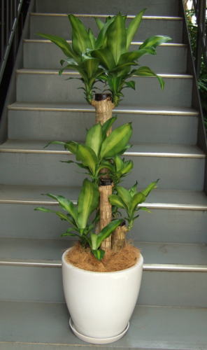 上部に葉を茂らせる太い幹を3〜5本寄せ植えしたスタイル
