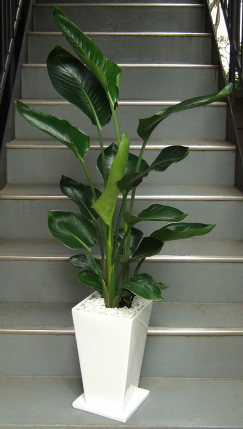 扇状に大きな葉茎を広げる株を数株寄せ植えした樹形