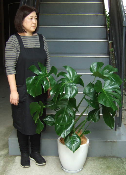 身長158cmの女性と100cmのモンステラ
