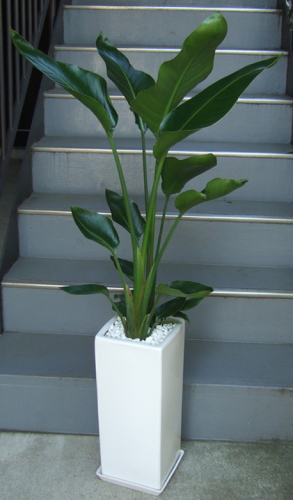 扇状に大きな葉茎を広げる株を2株寄せ植えした樹形