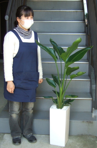身長155cmの女性と120cmのオーガスタ