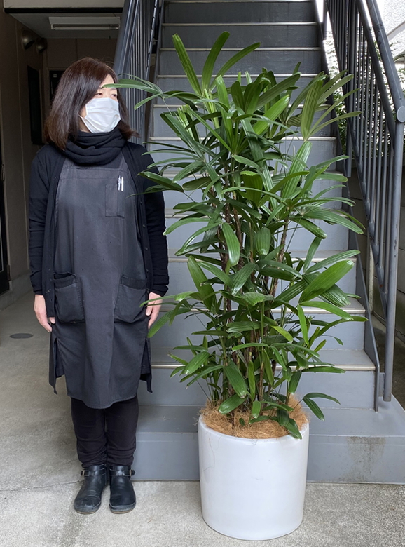 158cmの女性と160cmのカンノンチク