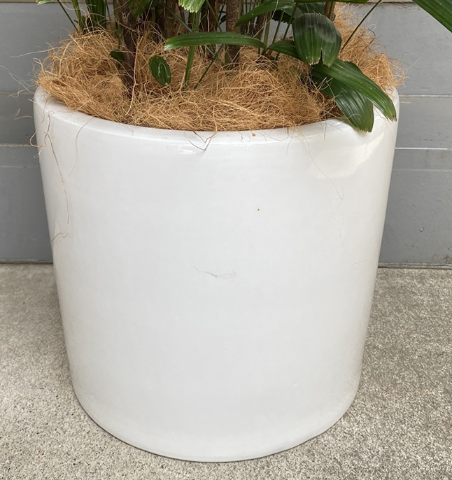 観音竹10号 陶器鉢w19 鉢カバータイプ 観葉植物販売のアンジェリック 観音竹10号 陶器鉢w19 鉢カバータイプ 観葉植物販売のアンジェリック