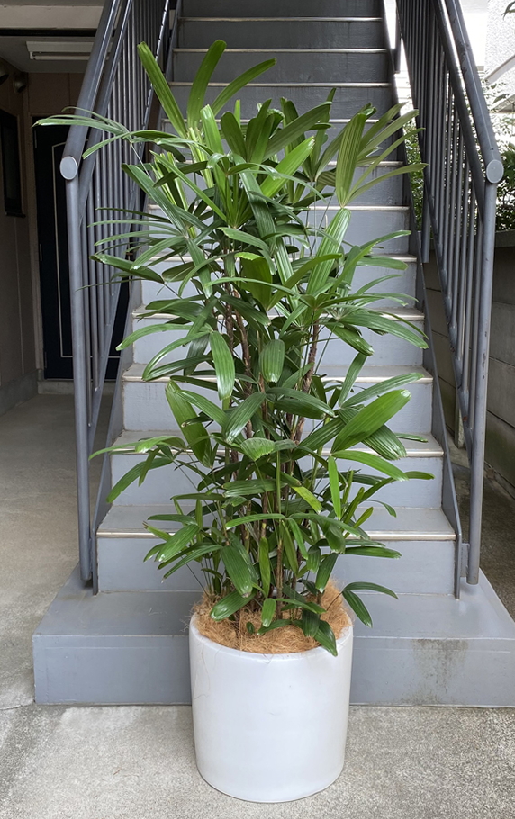 観音竹10号 陶器鉢w19 鉢カバータイプ 観葉植物販売のアンジェリック