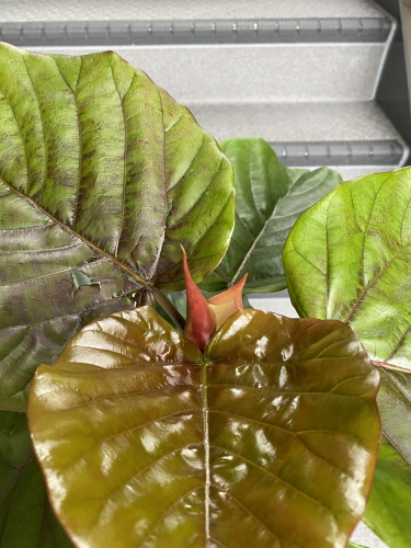 茎の先端から新芽を出します