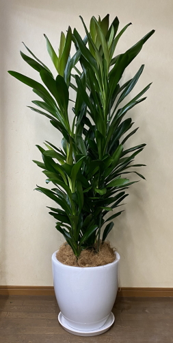 濃いグリーンの細葉をたくさん付けるコルディリネ属の観葉植物