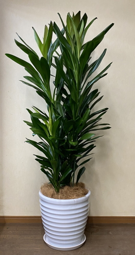 濃いグリーンの細葉をたくさん付けるコルディリネ属の観葉植物