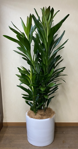 濃いグリーンの細葉をたくさん付けるコルディリネ属の観葉植物