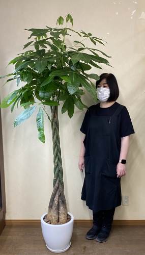 身長158cmの女性と180cmのパキラ