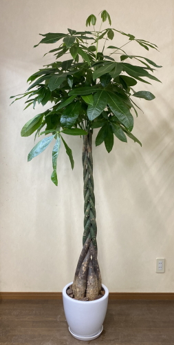 細めの幹5本を編み上げた幹の上部に葉を茂らせるスタイリッシュな樹形