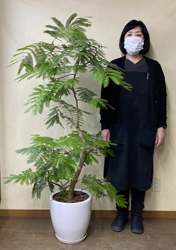 身長158cmの女性と150cmのエバーフレッシュ