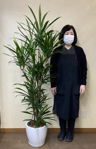 身長158cmの女性と180cmの青ドラセナ