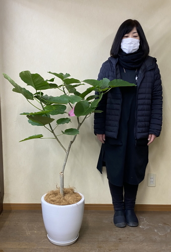 身長158cmの女性と120cmのウンベラータ