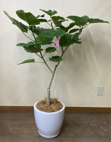 ハート型の葉と、白い幹