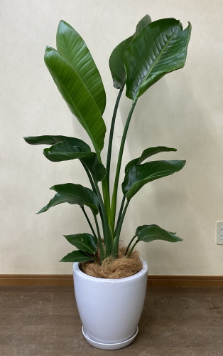 扇状に大きな葉茎を広げる株を2株寄せ植えした樹形