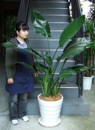 身長155cmの女性との比較