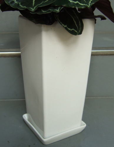 カラテア メダリオン 鉢皿付陶器鉢s09 観葉植物販売のアンジェリック カラテア メダリオン 鉢皿付陶器鉢s09 観葉植物販売のアンジェリック