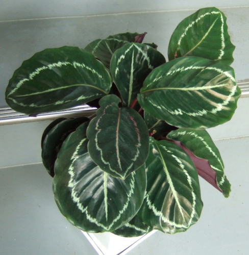 カラテア メダリオン 鉢皿付陶器鉢s09 観葉植物販売のアンジェリック