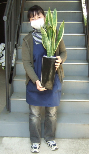 サンスベリア 鉢皿付陶器鉢s10 観葉植物販売のアンジェリック