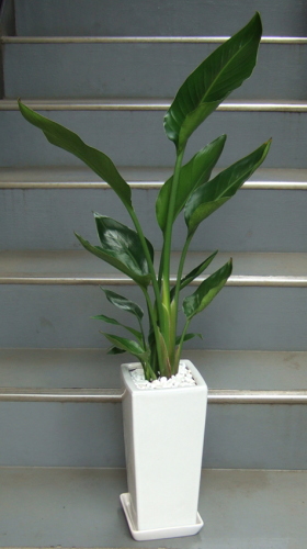大きな面を持つ葉を扇状に広げる樹形の観葉植物