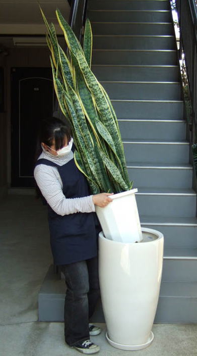 サンセベリア 極上 大型陶器鉢w11 観葉植物販売のアンジェリック