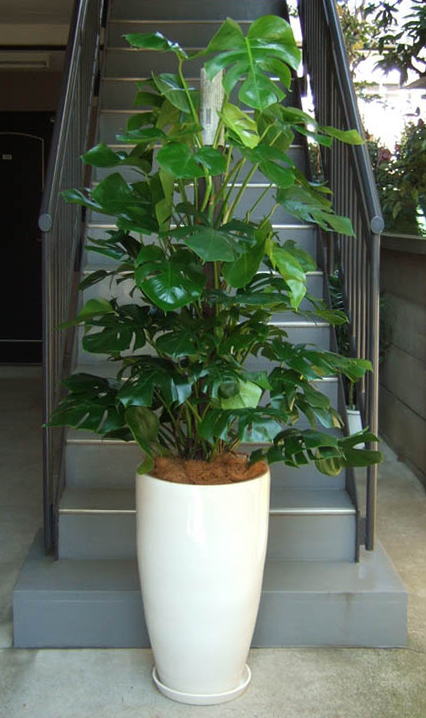 モンステラ 大型陶器鉢w11 観葉植物販売のアンジェリック モンステラ 大型陶器鉢w11 観葉植物販売のアンジェリック