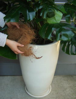 モンステラ 大型陶器鉢w11 観葉植物販売のアンジェリック