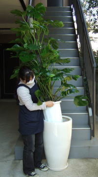 モンステラ・大型陶器鉢W11 | 観葉植物販売のアンジェリック